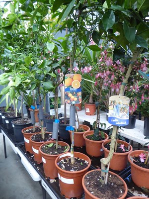 Lot 4211 - Citrus Fruit Tree Orange