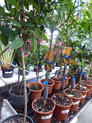 Lot 4212 - Citrus Fruit Tree Orange