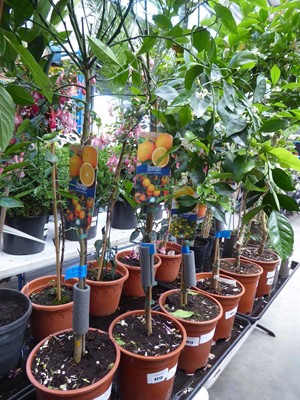 Lot 4213 - Citrus Fruit Tree Orange