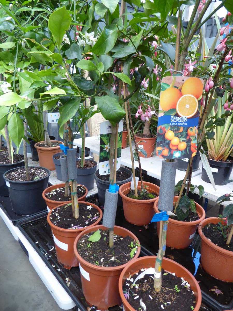 Lot 4214 - Citrus Fruit Tree Lemon