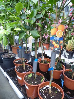 Lot 4214 - Citrus Fruit Tree Lemon