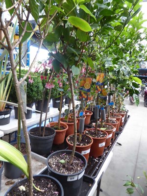 Lot 4215 - Large Standard Hydrangea Paniculata Early...