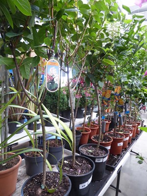 Lot 4216 - Large Standard Hydrangea Paniculata Limelight
