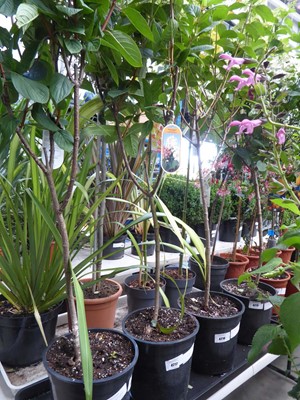 Lot 4217 - Large Standard Hydrangea Paniculata