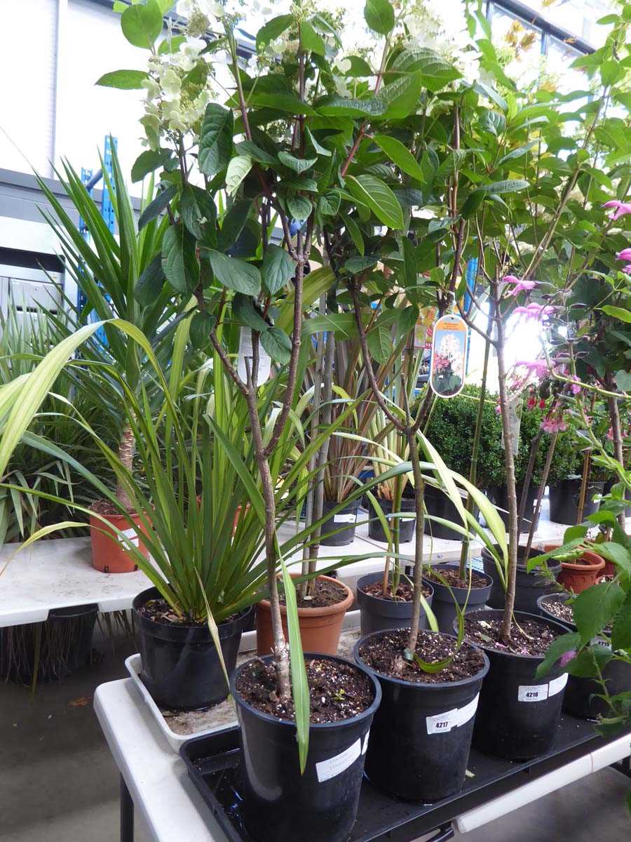 Lot 4218 - Large Standard Hydrangea Paniculata