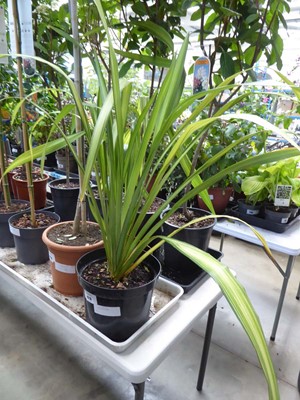 Lot 4219 - Large Phormium
