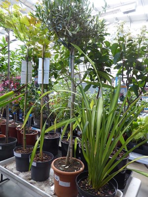 Lot 4220 - Standard Olive Tree