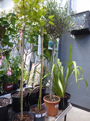 Lot 4221 - Standard Acer Moonrise