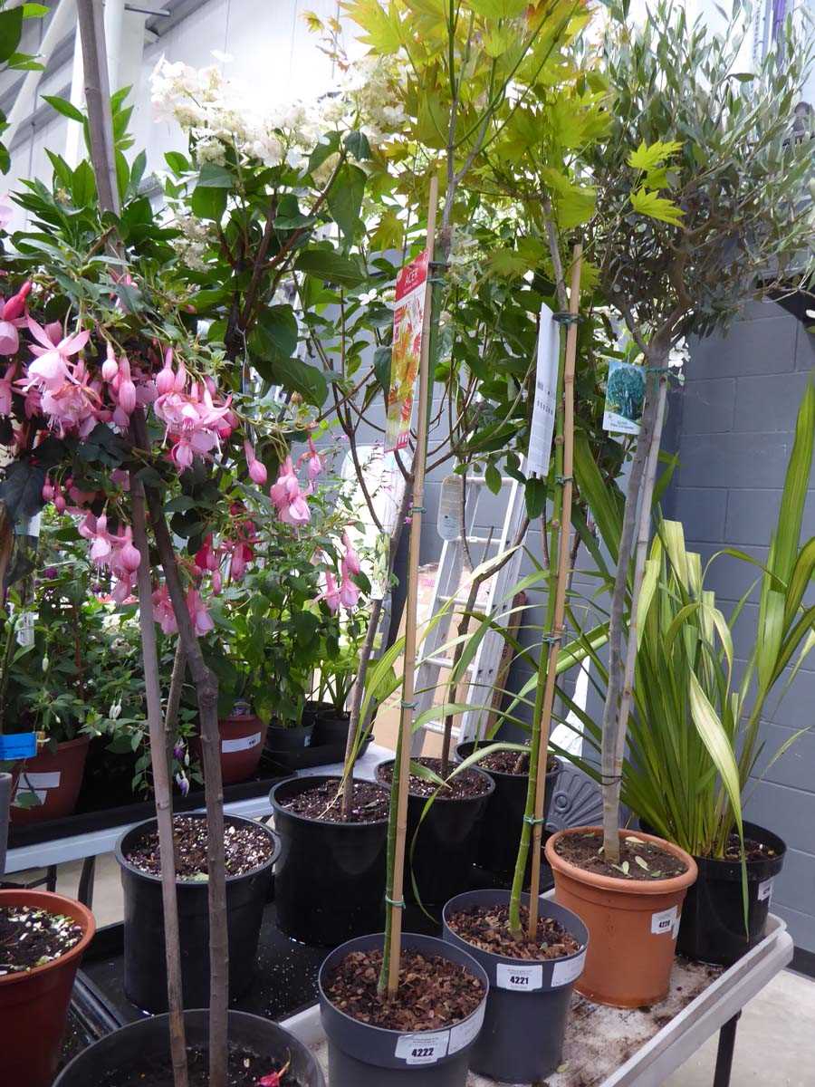 Lot 4222 - Standard Acer Moonrise