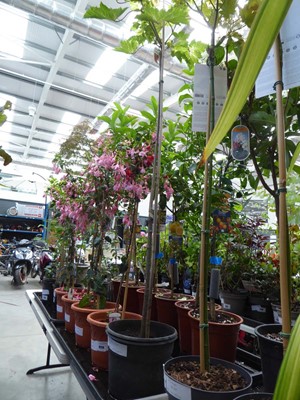 Lot 4223 - Tree Acer Brilliantissimum