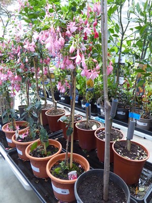 Lot 4224 - Standard Fuchsia