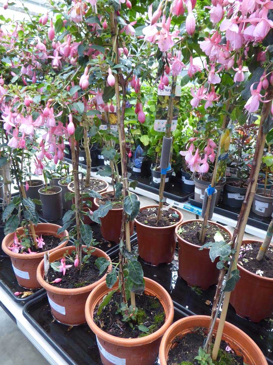 Lot 4225 - Standard Fuchsia