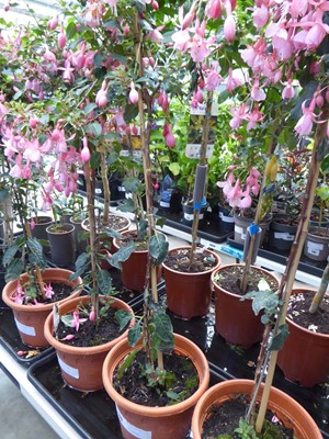 Lot 4225 - Standard Fuchsia