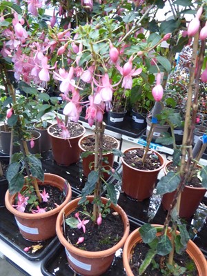 Lot 4226 - Standard Fuchsia