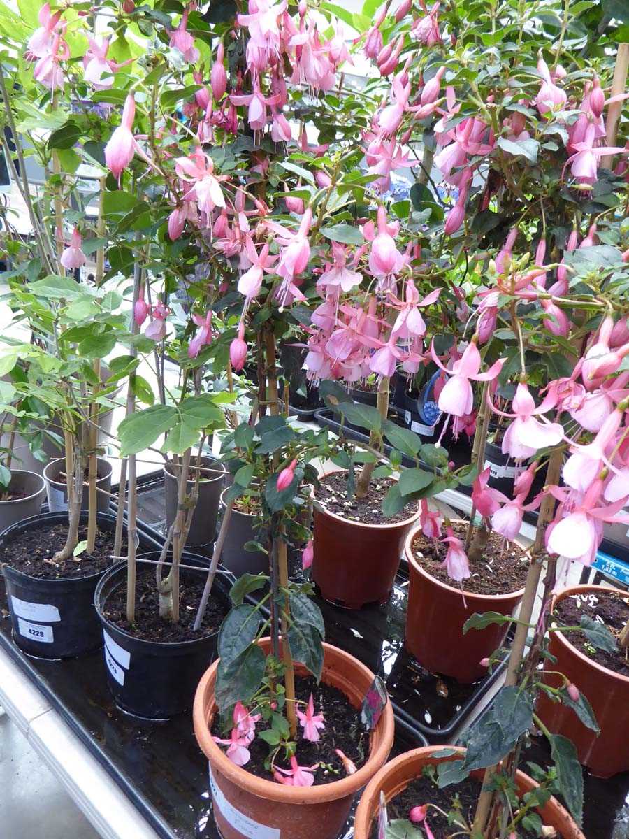 Lot 4227 - Standard Fuchsia