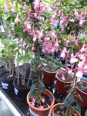 Lot 4227 - Standard Fuchsia
