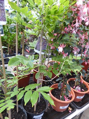 Lot 4228 - Wisteria Sinensis