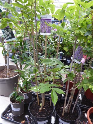 Lot 4229 - Wisteria Sinensis