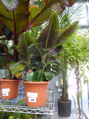 Lot 4230 - Dwarf Musa Banana Cavendish