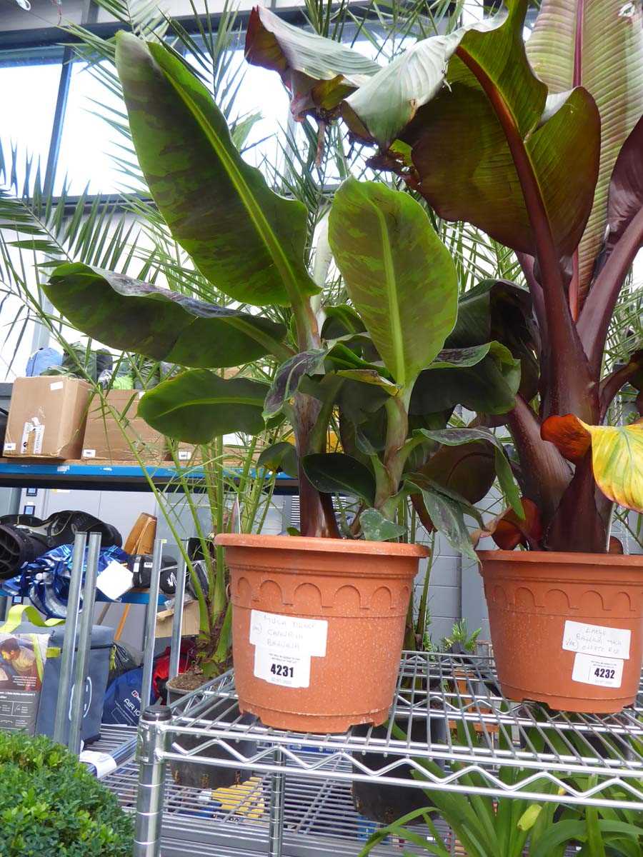 Lot 4231 - Dwarf Musa Banana Cavendish