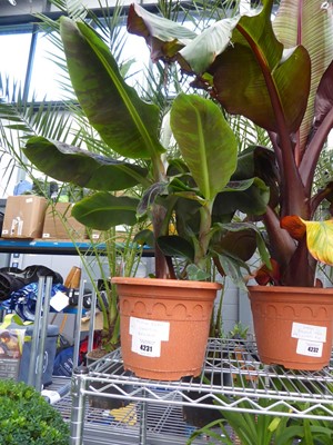 Lot 4231 - Dwarf Musa Banana Cavendish