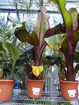 Lot 4232 - Large Musa Banana Ensete Red