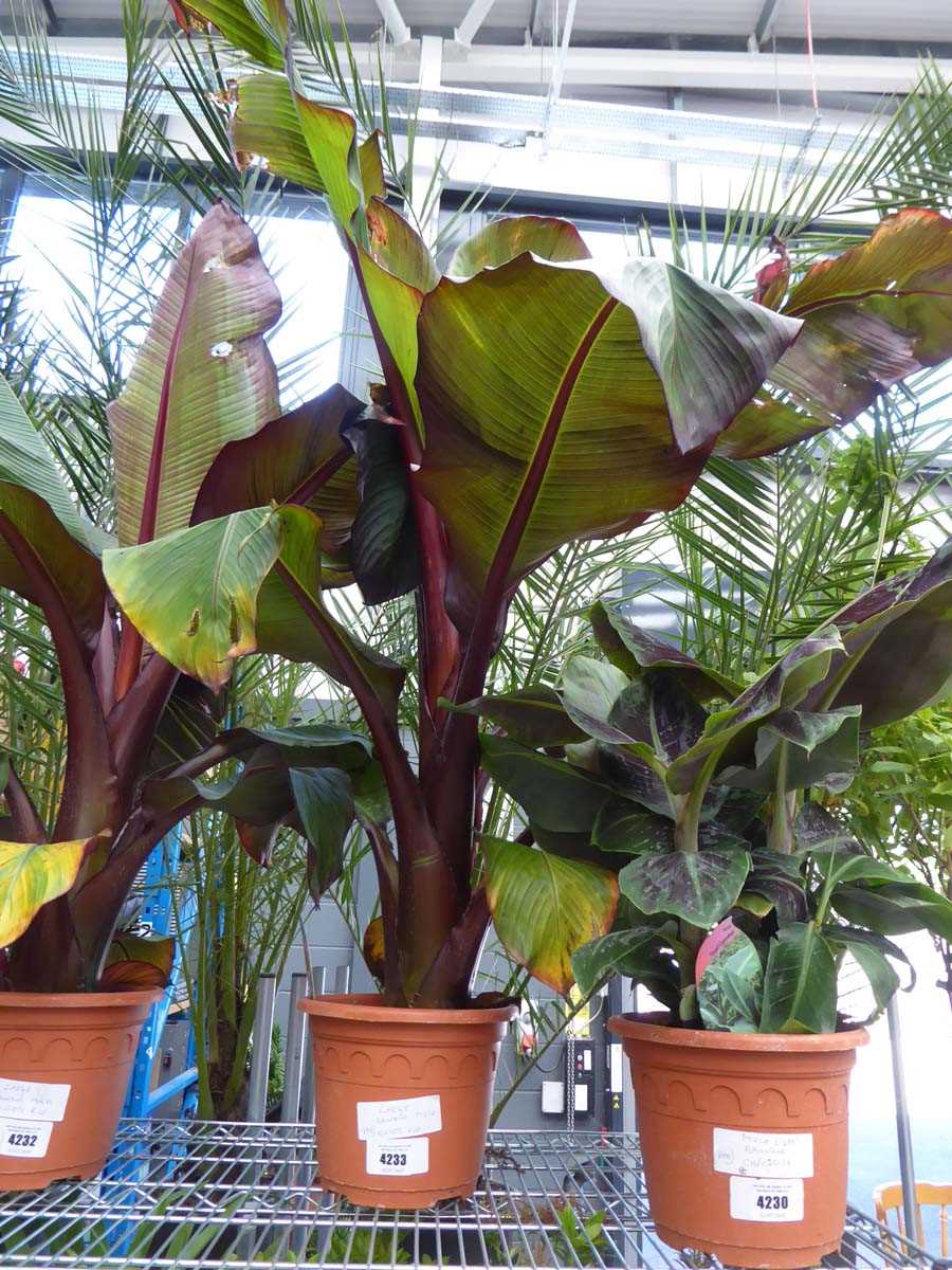 Lot 4233 - Large Musa Banana Ensete Red