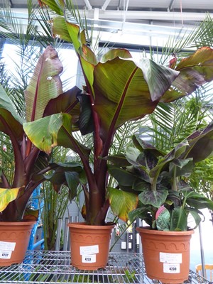 Lot 4233 - Large Musa Banana Ensete Red