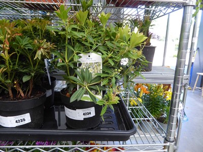 Lot 4234 - 2 Pieris Japonica