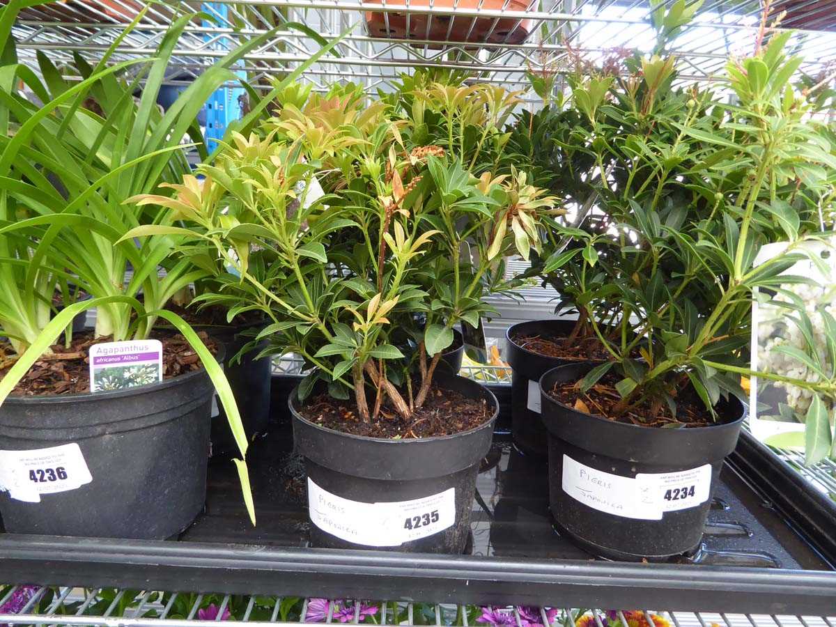 Lot 4235 - 2 Pieris Japonica