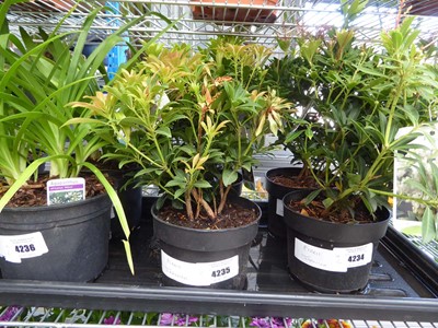 Lot 4235 - 2 Pieris Japonica