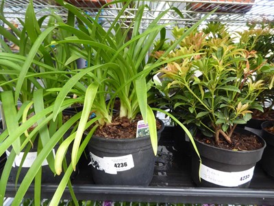 Lot 4236 - 2 Agapanthus