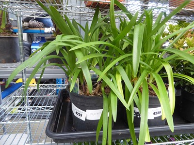 Lot 4237 - 2 Agapanthus