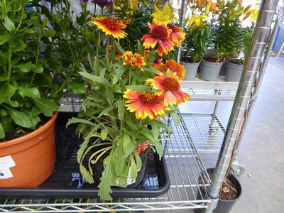 Lot 4238 - 2 Gaillardias Arizona Sun
