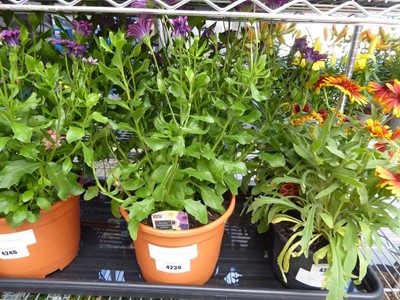 Lot 4239 - Osteospermum Senorita