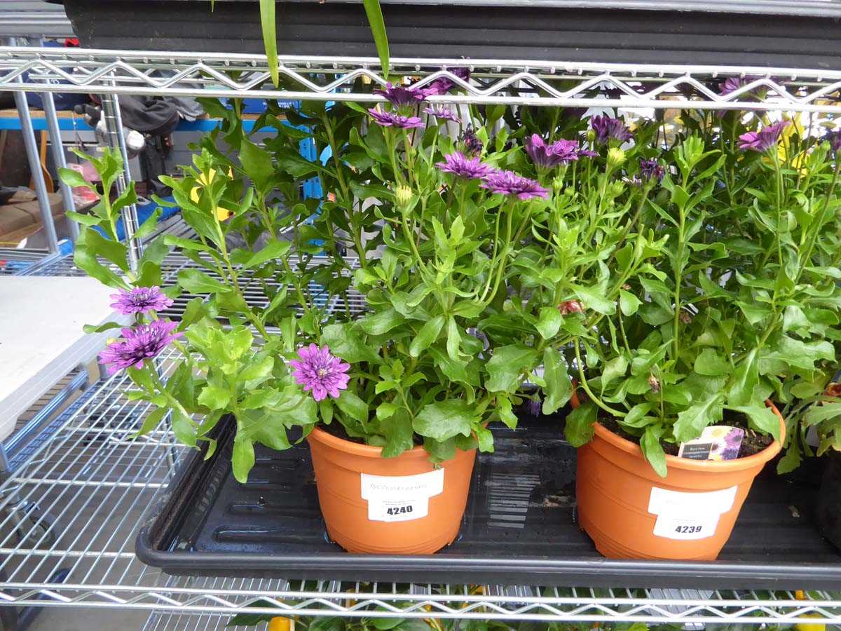 Lot 4240 - Osteospermum Senorita