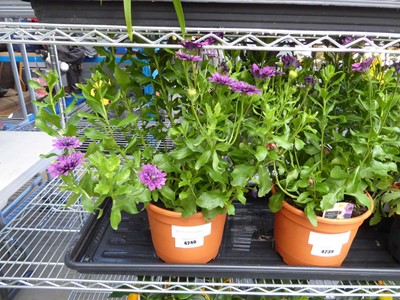 Lot 4240 - Osteospermum Senorita