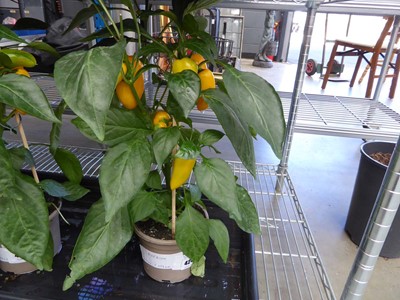 Lot 4241 - Paprika Yellow Pepper