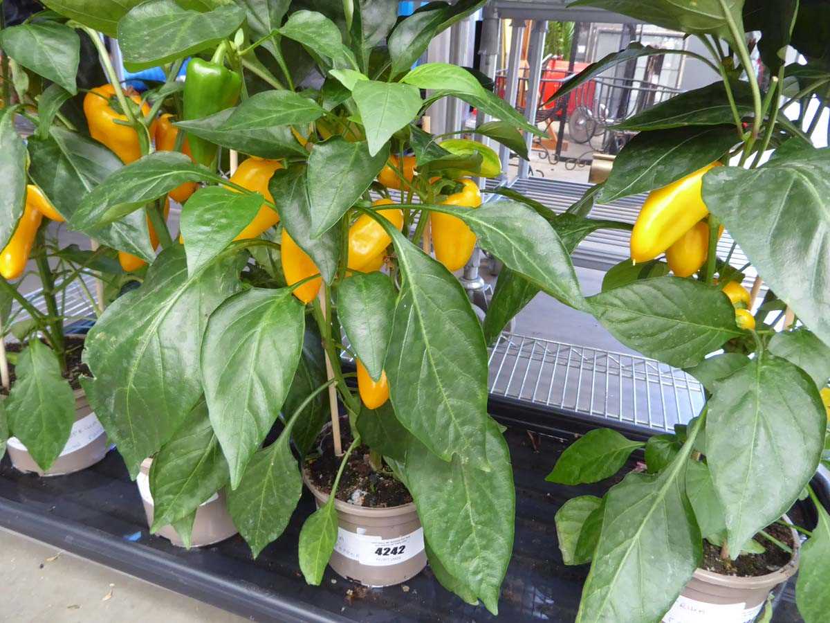 Lot 4242 - Paprika Yellow Pepper