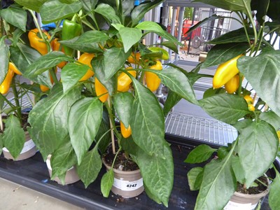 Lot 4242 - Paprika Yellow Pepper