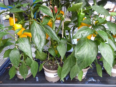 Lot 4243 - Paprika Yellow Pepper