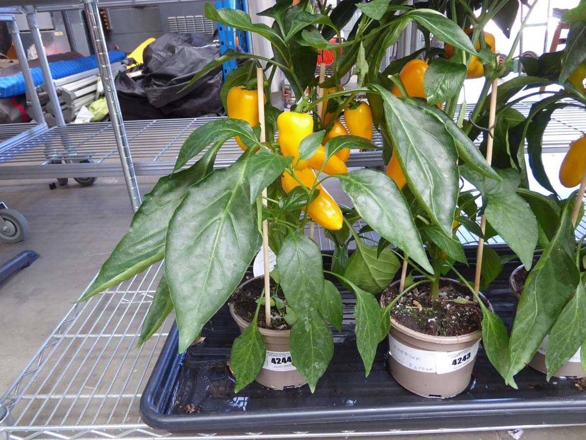 Lot 4244 - Paprika Yellow Pepper