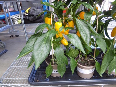 Lot 4244 - Paprika Yellow Pepper