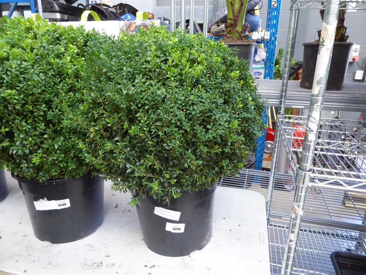 Lot 4245 - Large Buxus Ball