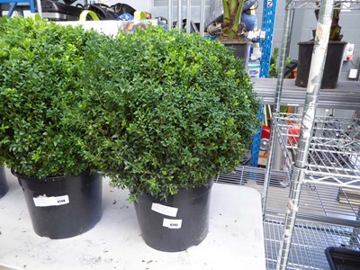 Lot 4245 - Large Buxus Ball