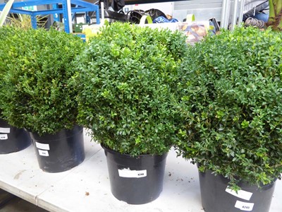 Lot 4246 - Large Buxus Ball