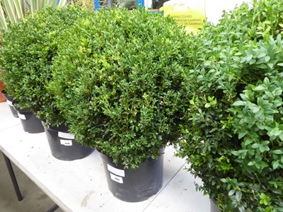 Lot 4247 - Large Buxus Ball