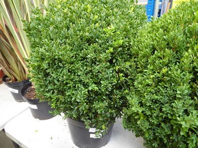 Lot 4248 - Large Buxus Ball