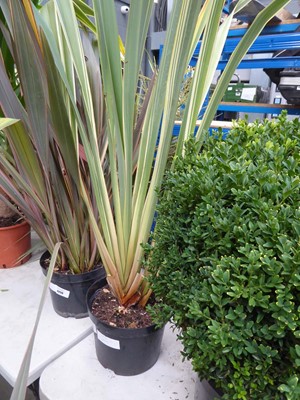 Lot 4249 - Large Phormium
