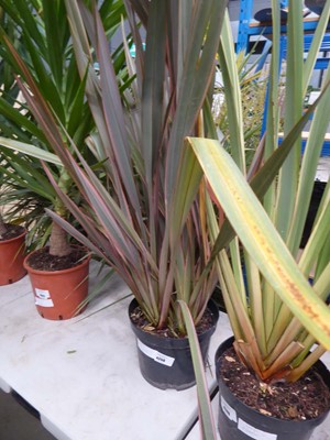 Lot 4250 - Large Phormium